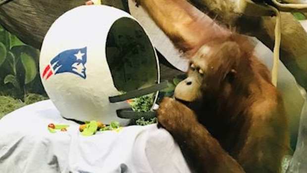 patriots-ape.jpg